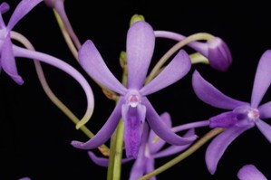 Vandachostylis Rainbow Stars Blue Diamond HCC/AOS 78 pts.